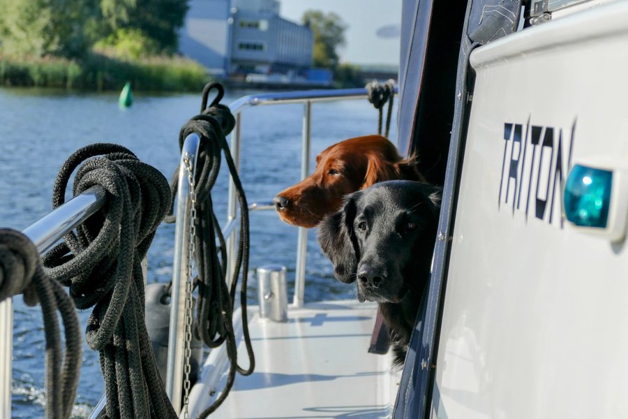 Honden op Brûzer Triton